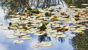 illustration agrandir l