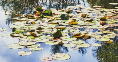 illustration agrandir l