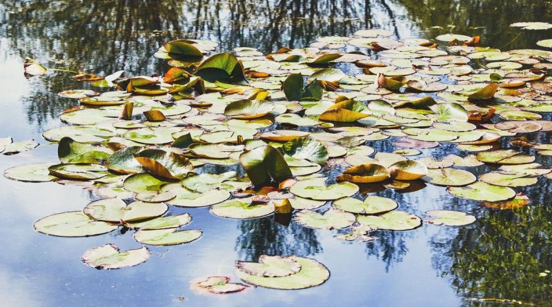 illustration agrandir l