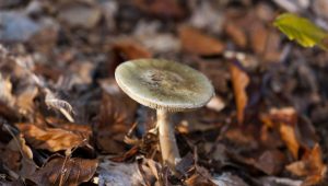 illustration agrandir l