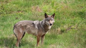 illustration agrandir l