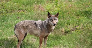 illustration agrandir l