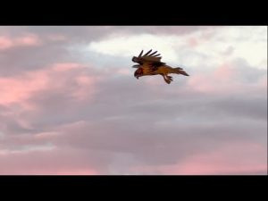 Cold Yes ~ Snow No ~ Not Yet ~ But Next Week's Trending That Way ~ Plus TK & Raptor Close Encounter