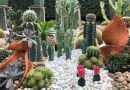 Comment réaliser un jardin minéral avec les conseils de Bastien Glomot pépiniériste paysagiste - ici