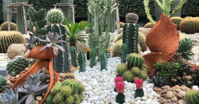 Comment réaliser un jardin minéral avec les conseils de Bastien Glomot pépiniériste paysagiste - ici