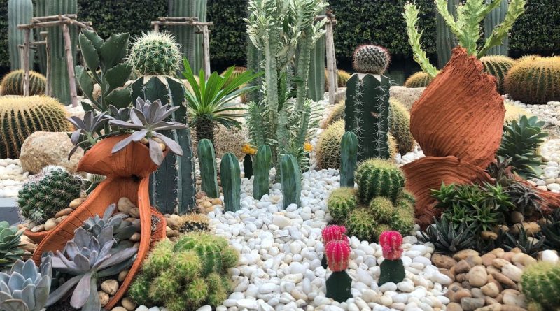 Comment réaliser un jardin minéral avec les conseils de Bastien Glomot pépiniériste paysagiste - ici