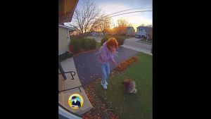 Découvrez l'Istrice Calabrese : un trésor de la nature