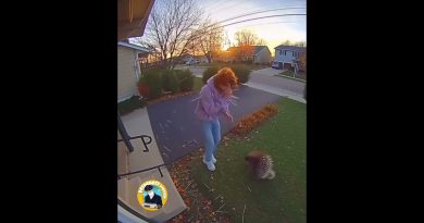 Découvrez l'Istrice Calabrese : un trésor de la nature