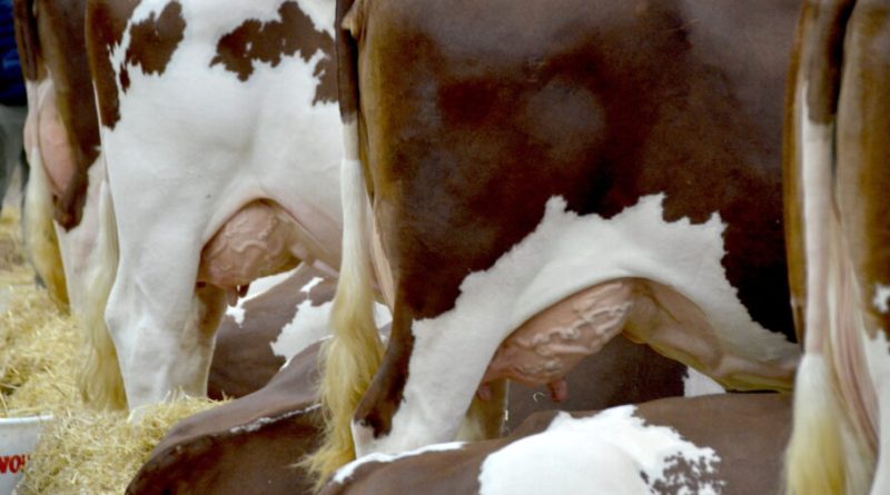 Dermatose nodulaire bovine : une réunion publique d’information à Arc-et-Senans ce lundi
