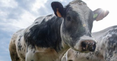 Dermatose nodulaire contagieuse : trois foyers de l’épidémie bovine détectés dans les Pyrénées-Orientales, 77 communes sous surveillance
