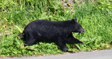 Dix morts au Japon : les ours sont-ils vraiment plus dangereux qu’auparavant ?