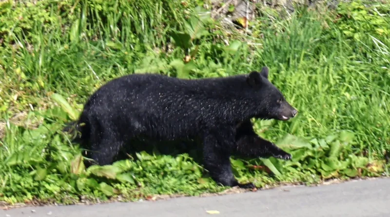 Dix morts au Japon : les ours sont-ils vraiment plus dangereux qu’auparavant ?