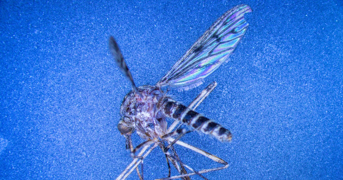 Islande: les Islandais découvrent à leur tour les moustiques, longtemps absents