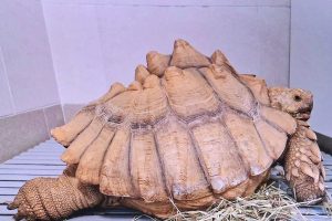 "Elle n'aurait pas passé l'hiver" : une tortue africaine de 18 kilos retrouvée en mauvaise santé dans une prairie en Eure-et-Loir