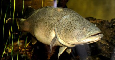 Une morue nage 860 km dans le fleuve Murray En Australie, l’incroyable record de nage d’une morue, qui a parcouru 860 km