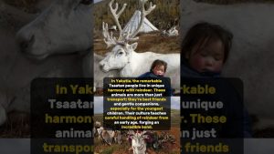 Enfants rennes en Yakoutie : humour et automobiles