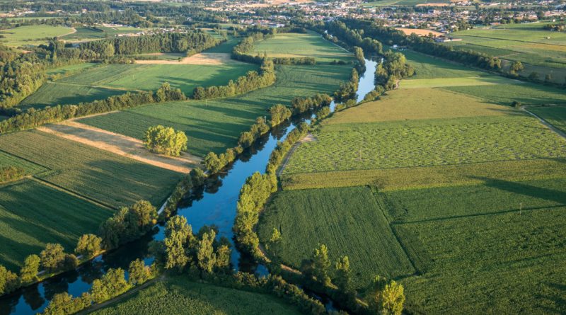 Face à des ventes en berne, le cognac envisage le recours à de l’arrachage définitif subventionné