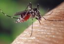 Face à la dengue, La Réunion mise sur les moustiques stériles pour éradiquer le virus