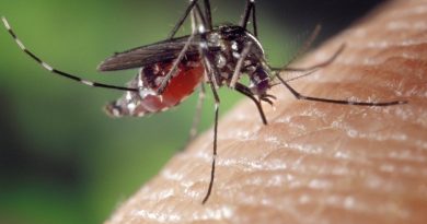 Face à la dengue, La Réunion mise sur les moustiques stériles pour éradiquer le virus
