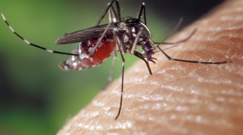 Face à la dengue, La Réunion mise sur les moustiques stériles pour éradiquer le virus