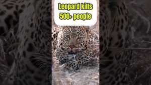 Félins Sauvages : Bilan des Attaques à Travers le Monde