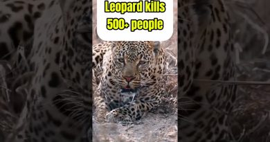 Félins Sauvages : Bilan des Attaques à Travers le Monde