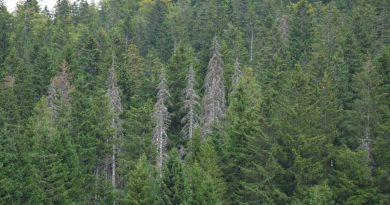 Franche-Comté. Une forêt à vendre près de 2 millions d’euros dans le Haut-Doubs