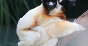 Franche-Comté. Zoo de la Citadelle : l’association PAZ demande des comptes à Besançon