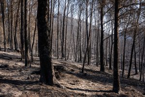 Le Parlement européen refuse le projet de loi sur la surveillance des forêts | Euractiv FR