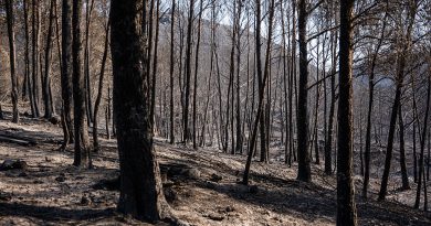 Le Parlement européen refuse le projet de loi sur la surveillance des forêts | Euractiv FR