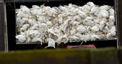Grippe aviaire : 500 000 oiseaux d'élevage abattus en Allemagne pour contenir l'épidémie