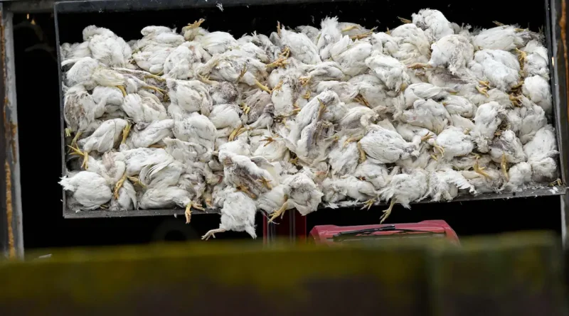 Grippe aviaire : 500 000 oiseaux d'élevage abattus en Allemagne pour contenir l'épidémie