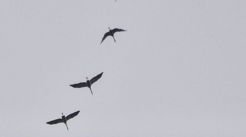 illustration agrandir l