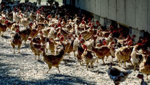 illustration agrandir l