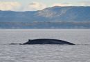 Un kilomètre à la nage : l'impact sur les baleines en direct
