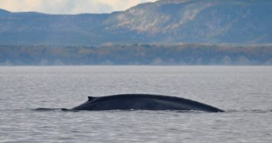 Un kilomètre à la nage : l'impact sur les baleines en direct