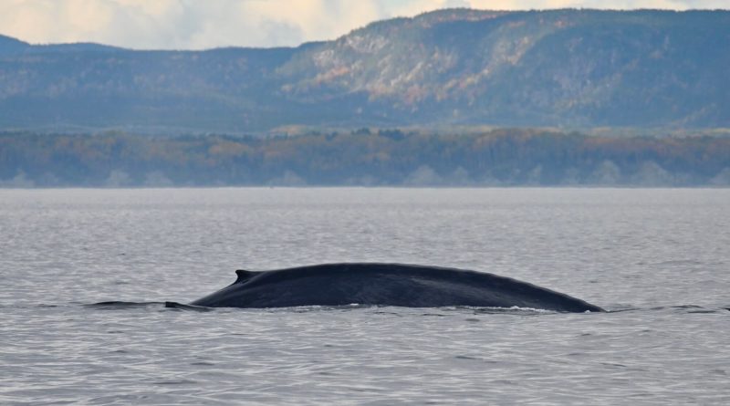Un kilomètre à la nage : l'impact sur les baleines en direct