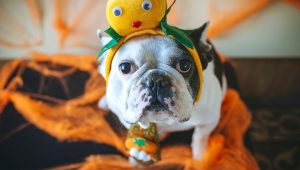 Halloween : pourquoi déguiser son chien n’est pas toujours une bonne idée - ici