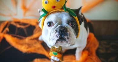 Halloween : pourquoi déguiser son chien n’est pas toujours une bonne idée - ici