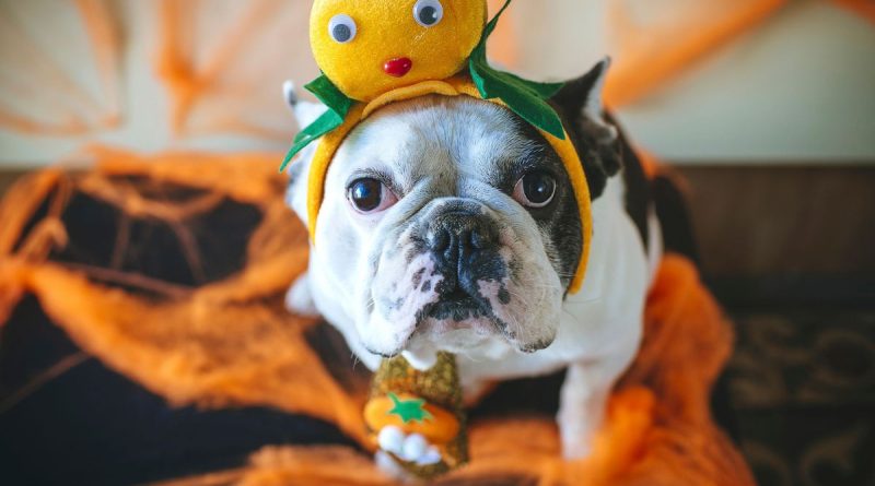Halloween : pourquoi déguiser son chien n’est pas toujours une bonne idée - ici