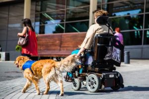Ces chiens sont formés dans un centre labellisé par le gouvernement