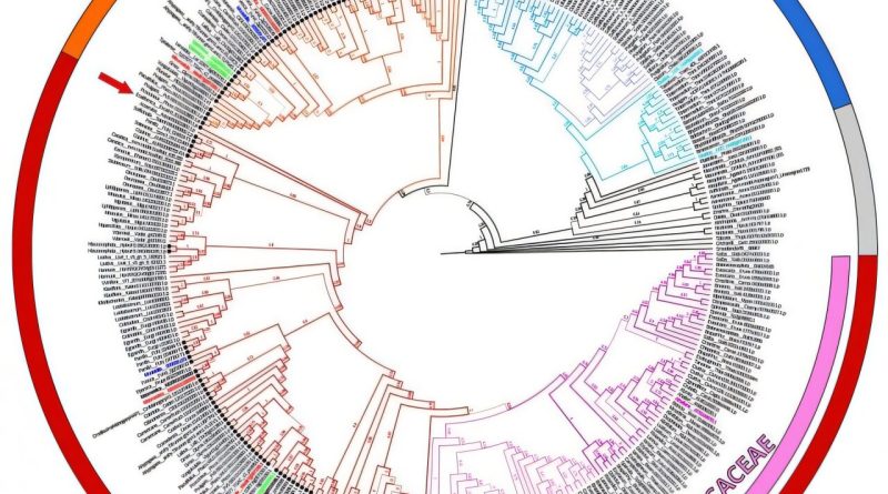 How a genetic split helped plants conquer polluted soils