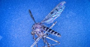 Islande: les Islandais découvrent à leur tour les moustiques, longtemps absents