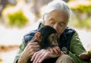 Jane Goodall, l'ambassadrice des chimpanzés