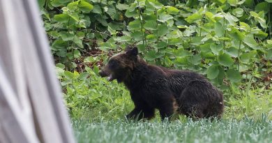Japon : l’armée appelée à la rescousse face à une recrudescence d’attaques d’ours
