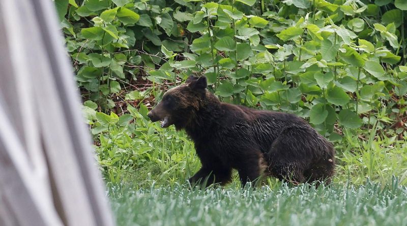 Japon : l’armée appelée à la rescousse face à une recrudescence d’attaques d’ours