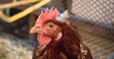 "Je pense que sur la grippe aviaire, on en fait un peu trop", estime un éleveur gardois - ici