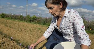Jura. Dans ses champs de crocus, elle cultive de l’or rouge