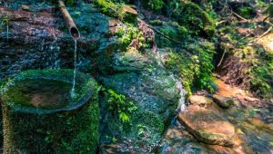 Le bambou du voisin a décidé de s’installer chez vous ? Voici comment garder la paix… et votre pelouse ! - ici