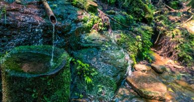 Le bambou du voisin a décidé de s’installer chez vous ? Voici comment garder la paix… et votre pelouse ! - ici